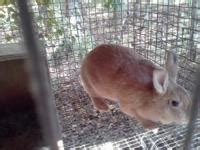 Browse search results for polish <b>rabbits</b> Garden & House <b>for sale</b> in Bentonville, AR. . San juan rabbits for sale